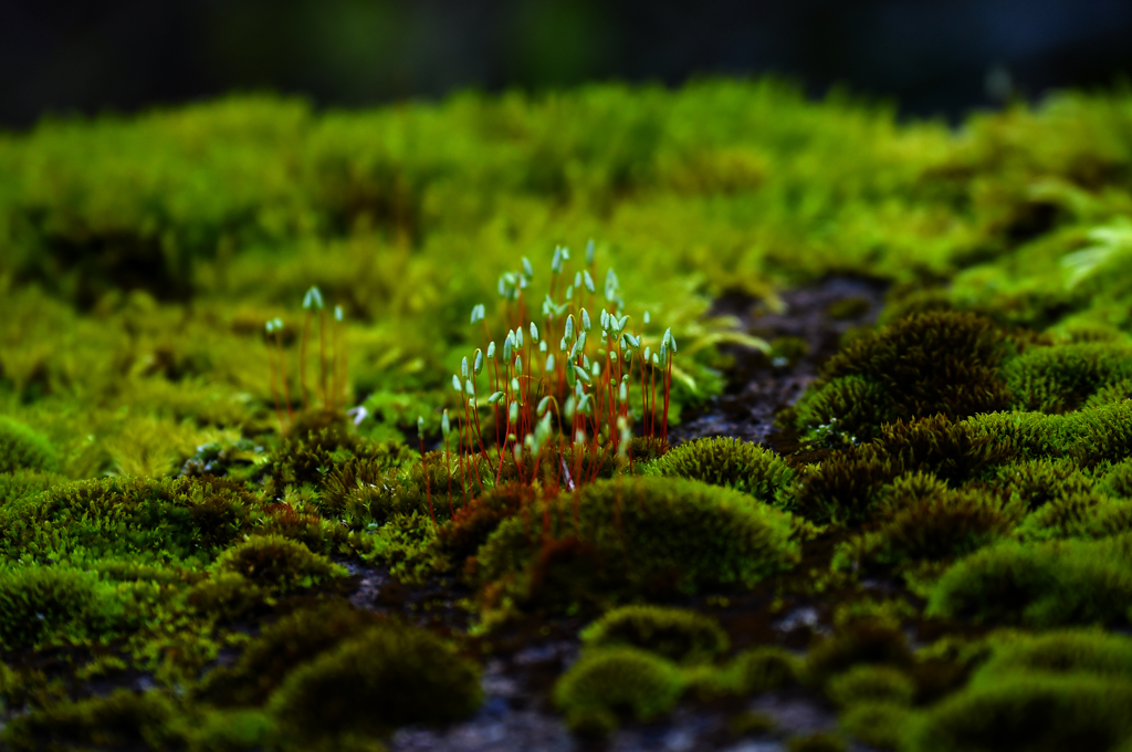 「苔の調査です」