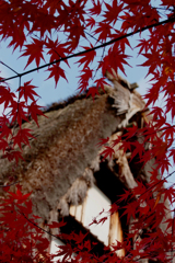 紅葉の額縁