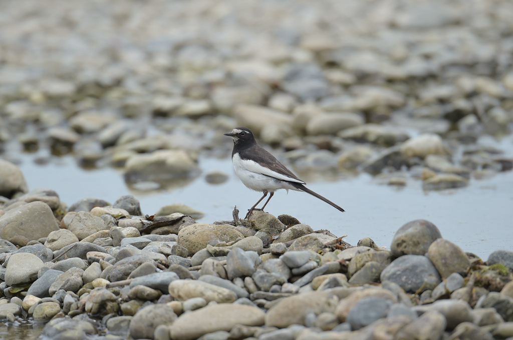 身近な水辺の野鳥たち２