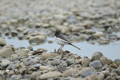 身近な水辺の野鳥たち２