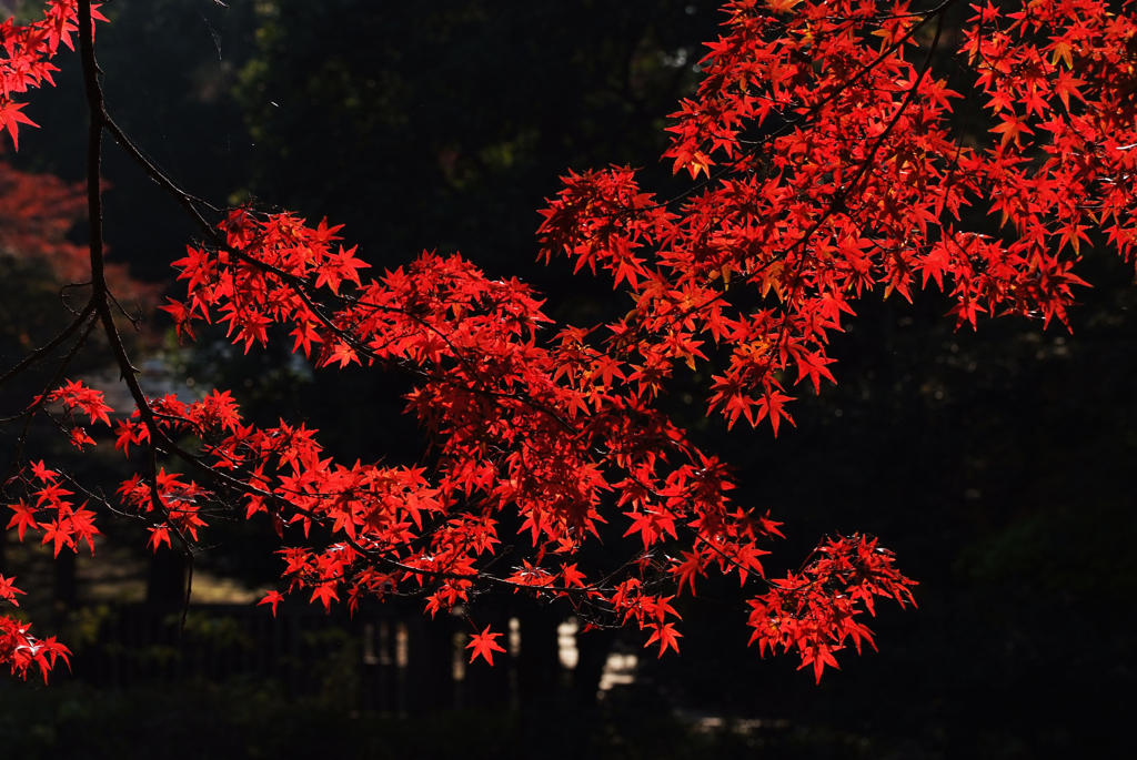 初冬の線香花火