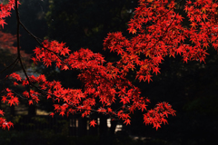 初冬の線香花火