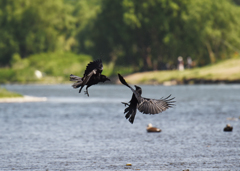 crow fight！②