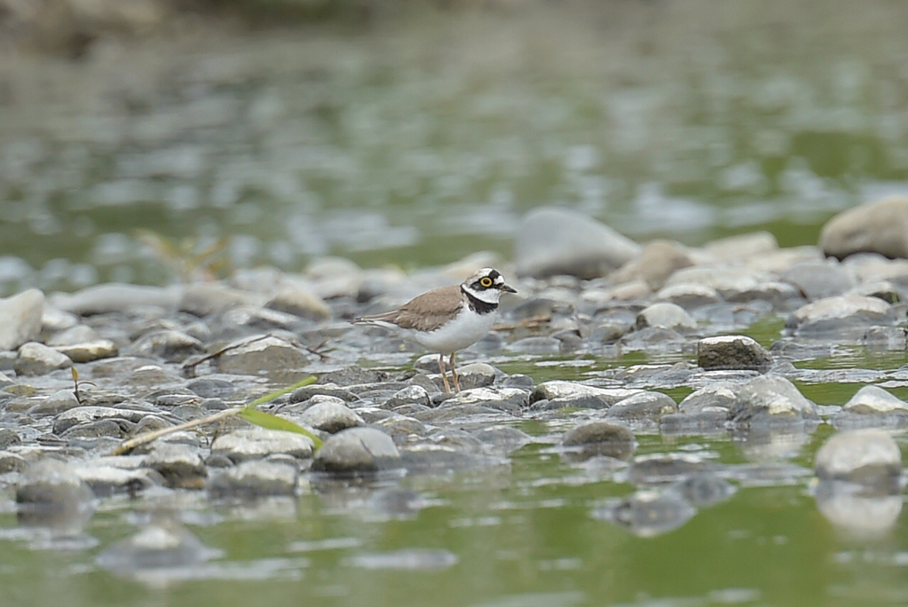 身近な水辺の野鳥たち３