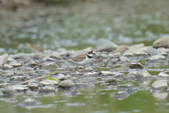 身近な水辺の野鳥たち３