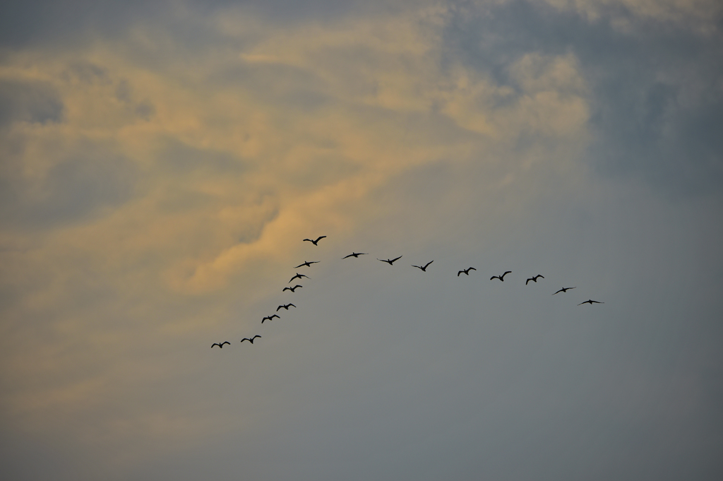 空飛ぶ鳥にもねぐらあり
