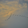 空飛ぶ鳥にもねぐらあり