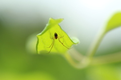 蜘蛛