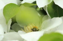 花びらぼっこ