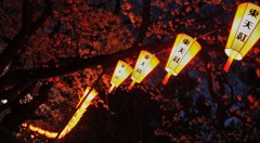 上野夜桜
