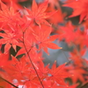 真っ赤に染まる