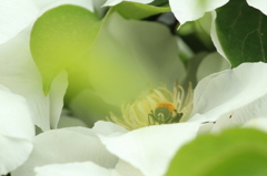 花びらぼっこ２