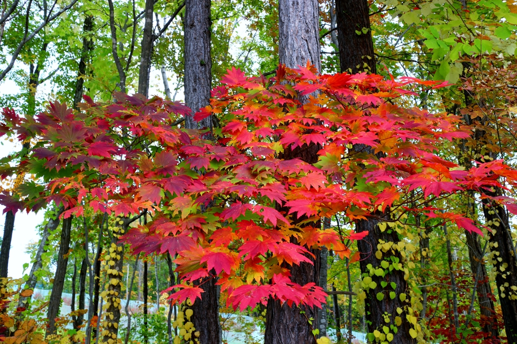 紅葉の時