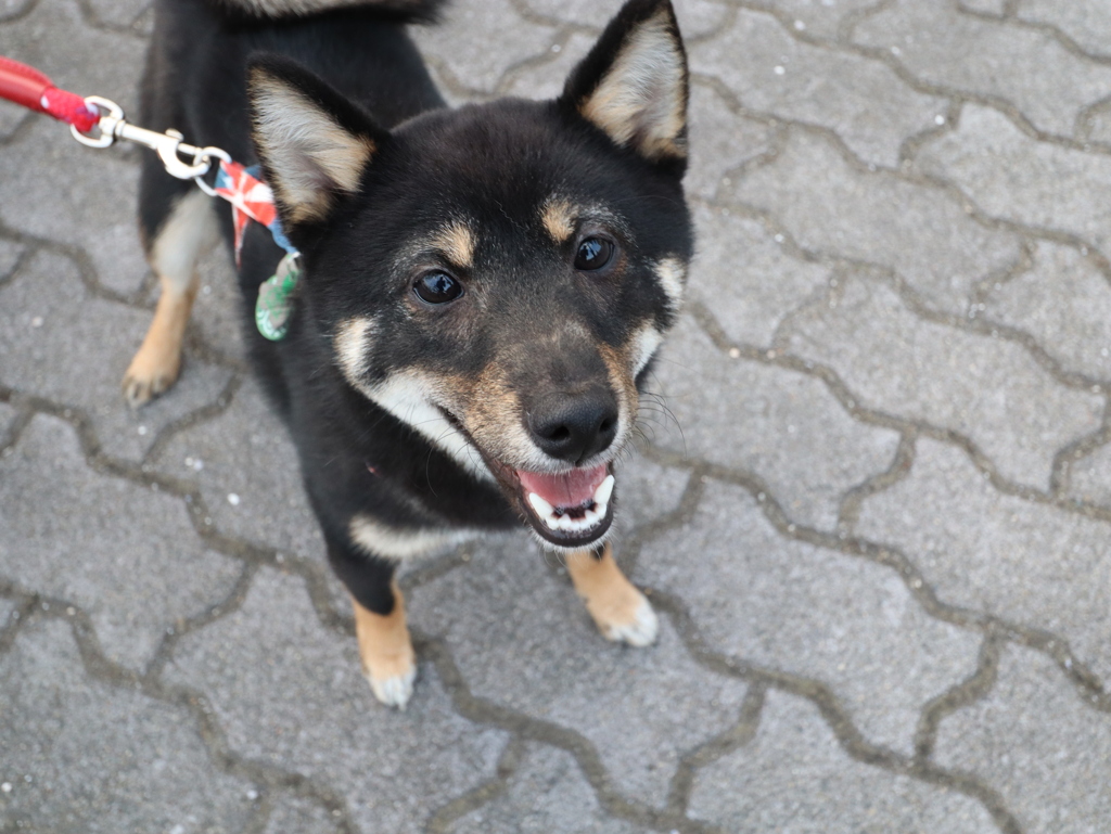 柴犬コタローの笑顔