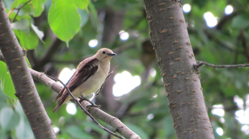 モエレ沼の野鳥 by のほほん北海道 （ID：3525951） - 写真共有サイト 