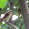 モエレ沼の野鳥