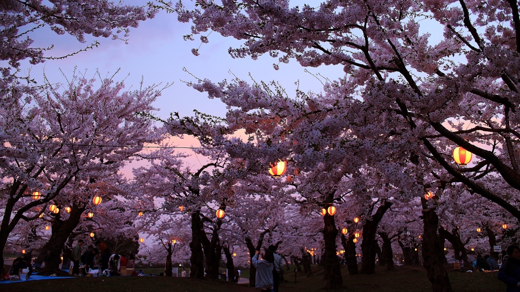 桜と夕焼け