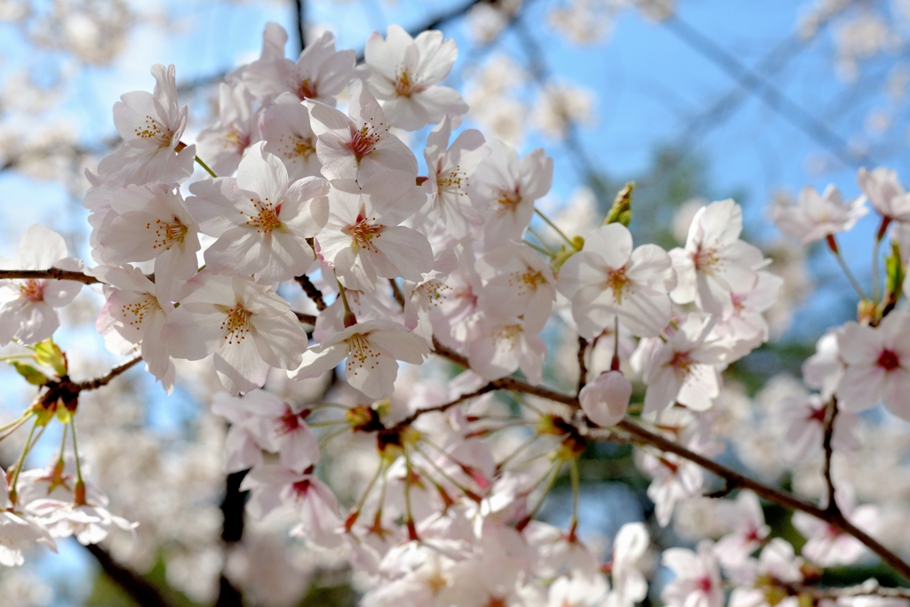 cherry blossoms