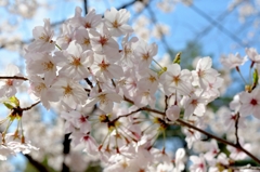 cherry blossoms