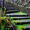 深緑の時間