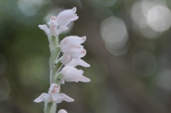 深山鶉