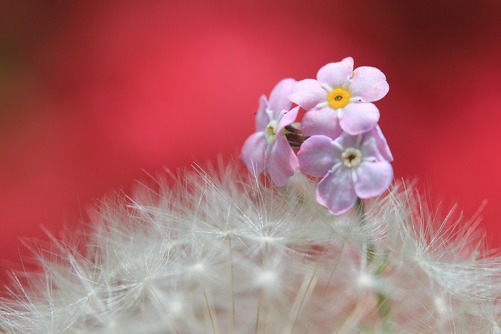 実家の庭で　花かんざし③