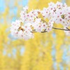 校庭の桜①