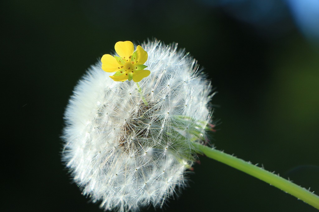 実家の庭で　花かんざし④