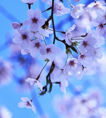 校庭の桜③