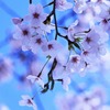 校庭の桜③