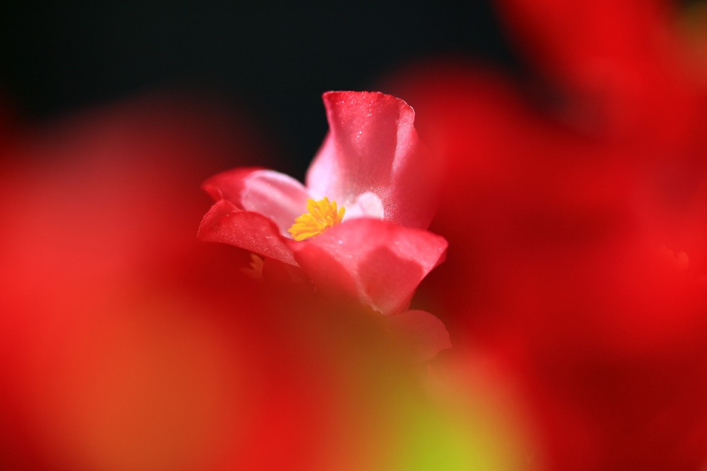 紅舞台②