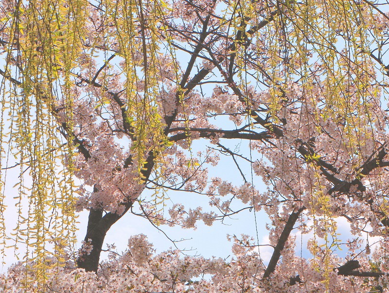 校庭の桜②