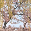 校庭の桜②