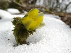 雪割り福寿草