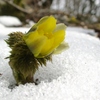 雪割り福寿草