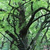 桂の森④