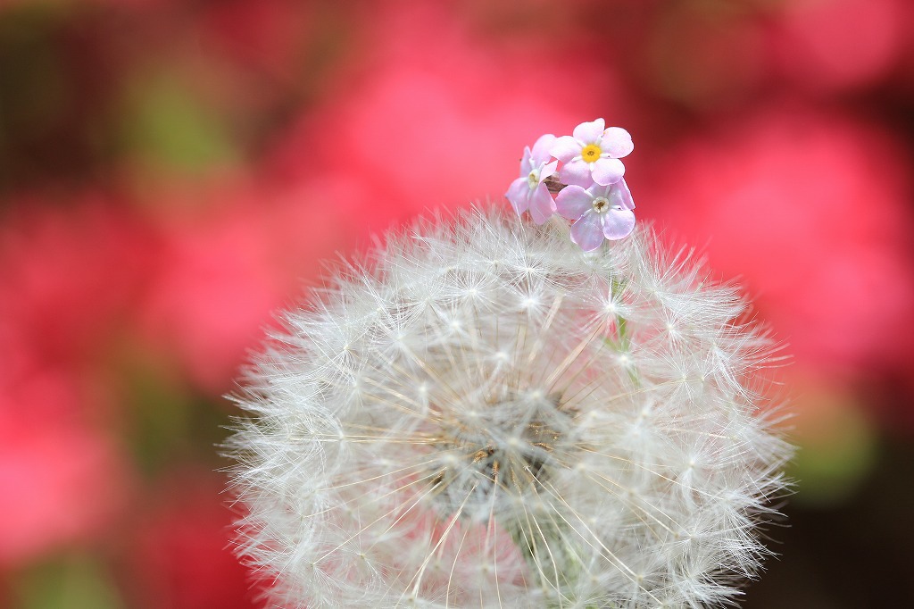 実家の庭で　花かんざし⑤