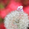 実家の庭で　花かんざし⑤