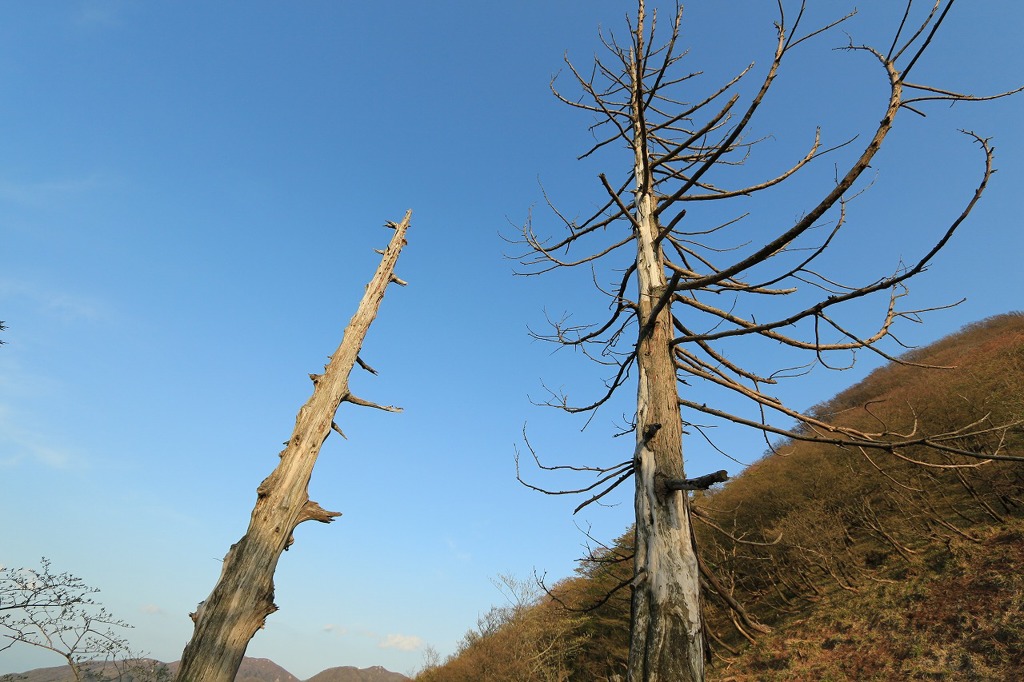 峠の杉の木