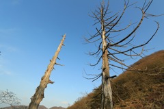 峠の杉の木