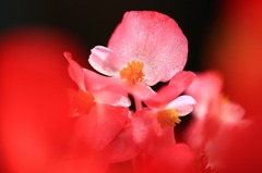 紅舞台