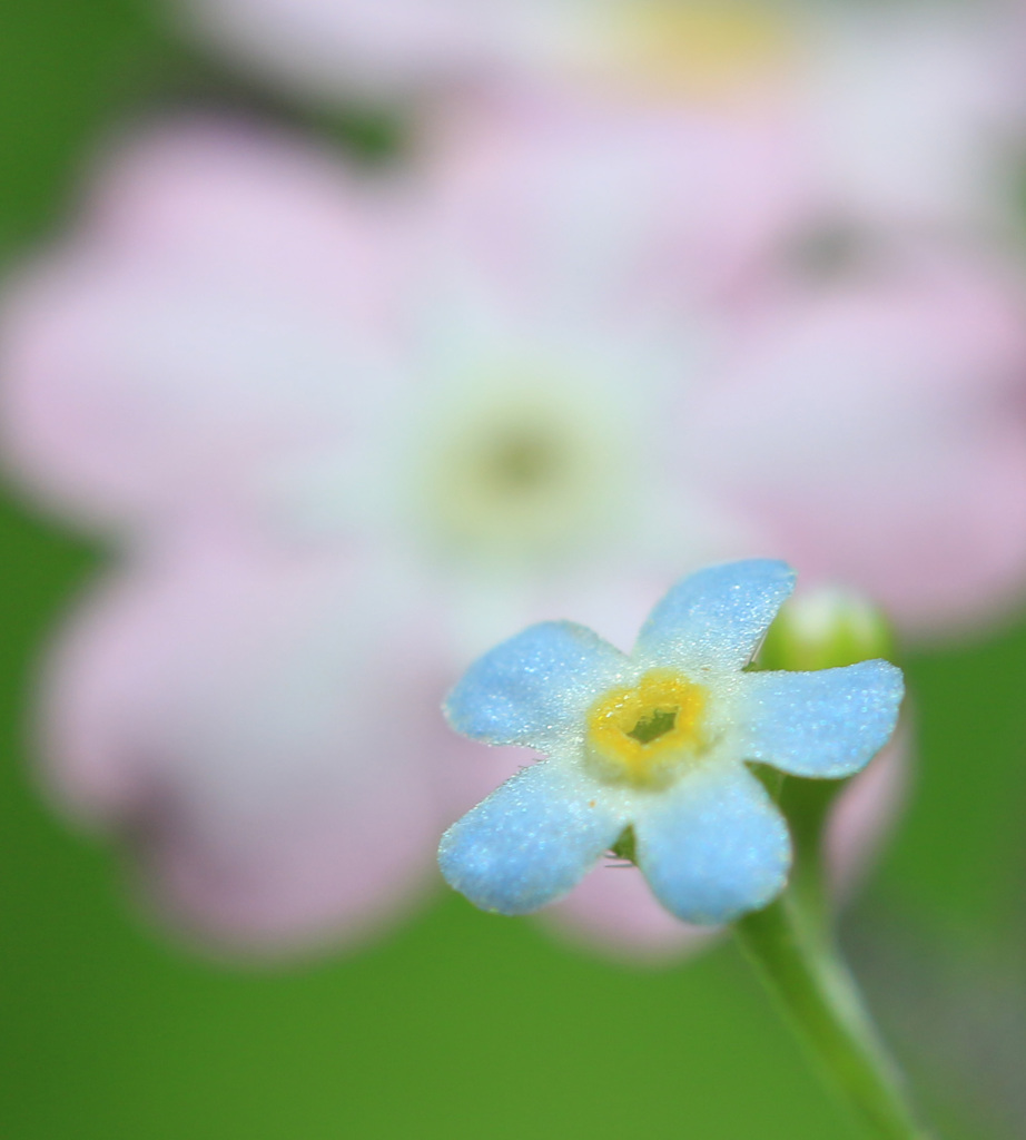 実家の庭で　わすれな草　青と桃