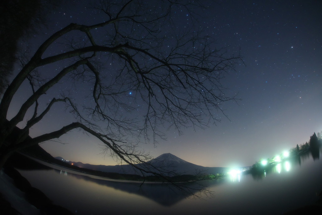 星が咲く樹