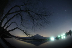 星が咲く樹