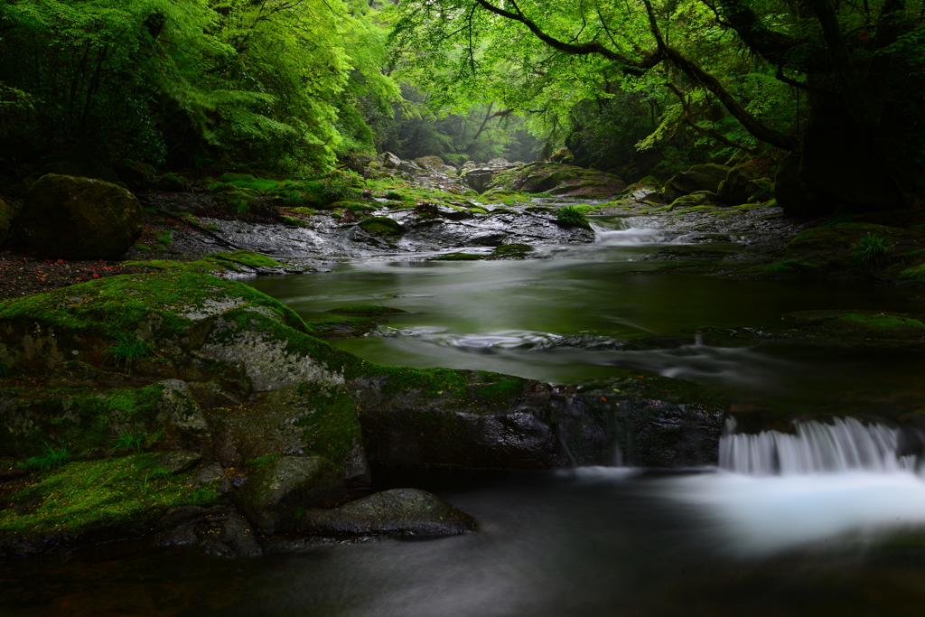 fresh green forest 1