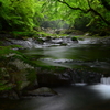 fresh green forest 1