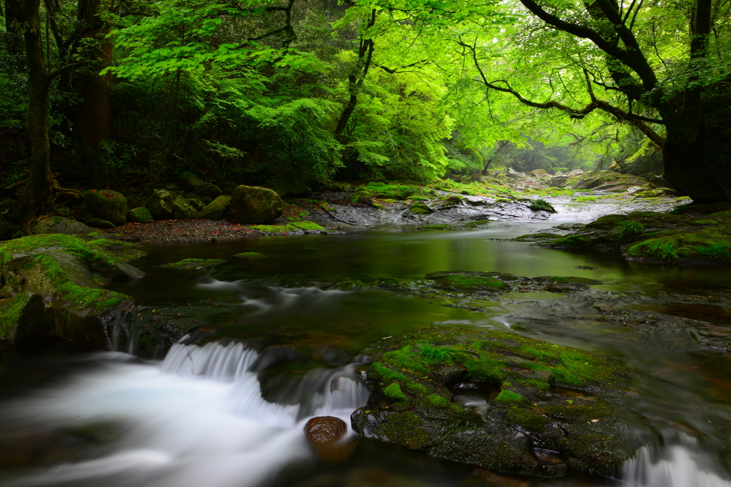 fresh green forest 2