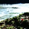 kikuchi ravine2
