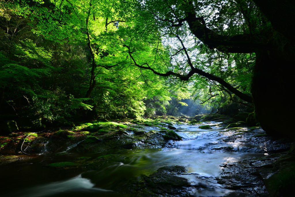 fresh green forest 3