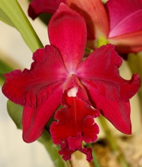 紅